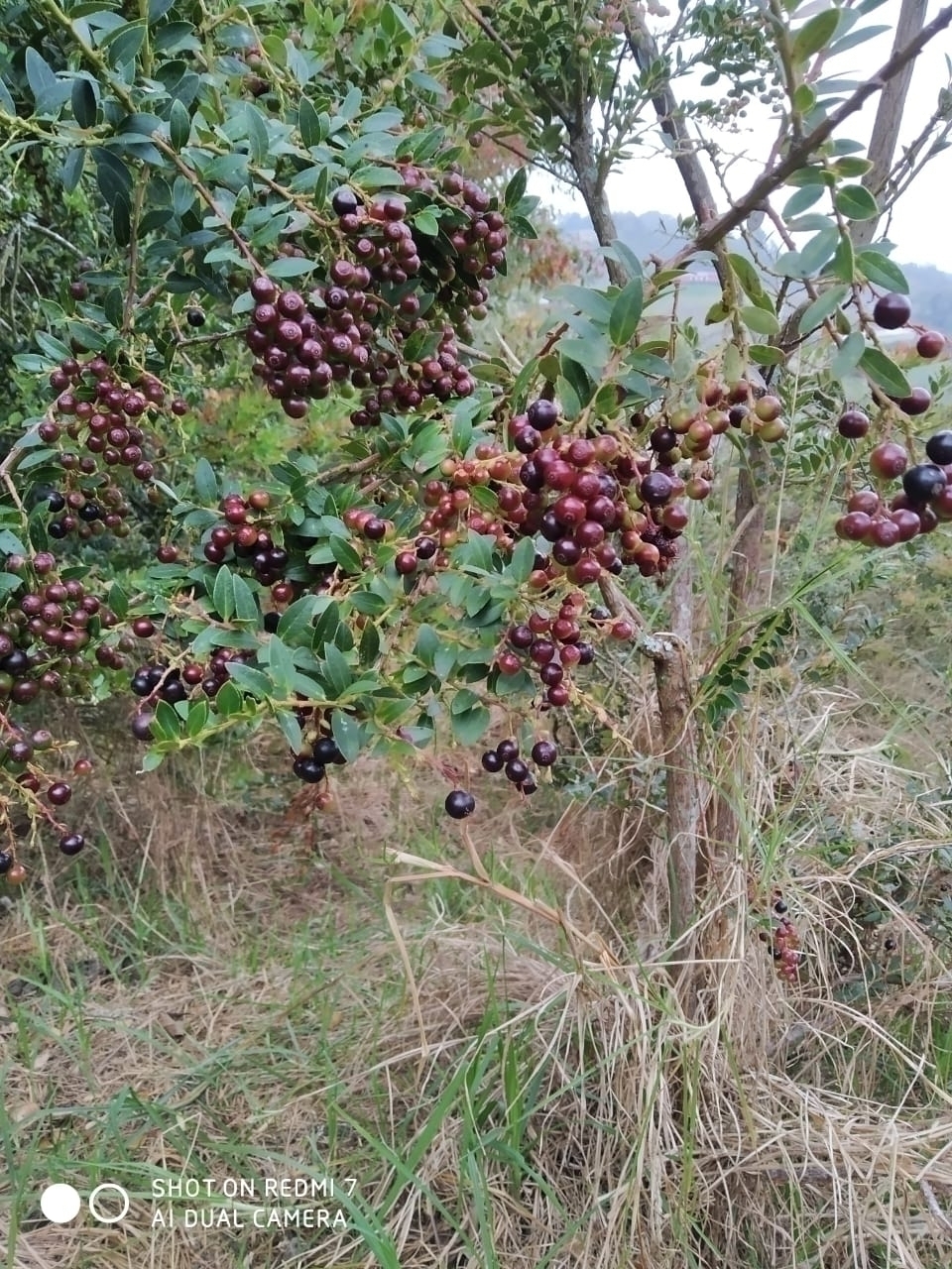 #1989 - Finca para Venta en La Ceja - ANT
