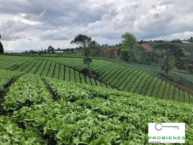 Finca para Venta en Carmen de Viboral - 5