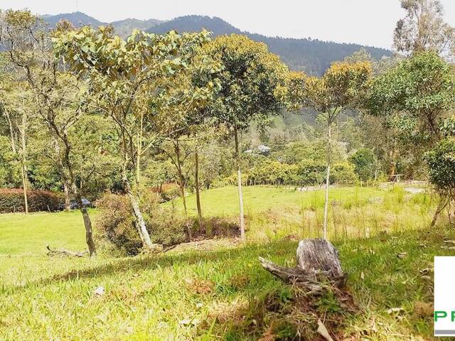 Lote para Venta en Rionegro - 4