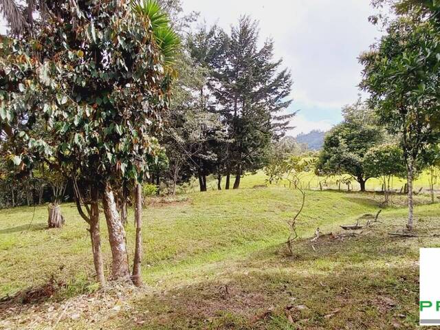 Lote para Venta en Rionegro - 5