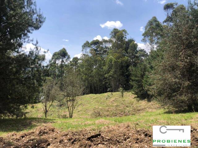 Lote para Venta en Rionegro - 4