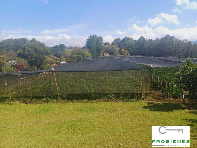 Finca para Venta en Carmen de Viboral - 5