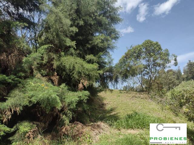 Lote para Venta en Rionegro - 5