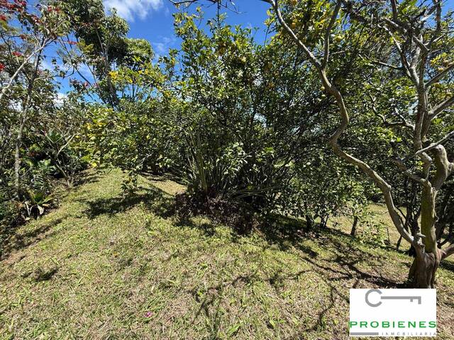 Venta en VEREDA LOS PINOS - Rionegro
